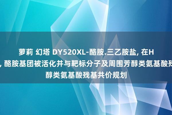 萝莉 幻塔 DY520XL-酪胺.三乙胺盐, 在HRP的催化下, 酪胺基团被活化并与靶标分子及周围芳醇类氨基酸残基共价规划